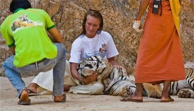 Friendly Tiger - Cute Friendship