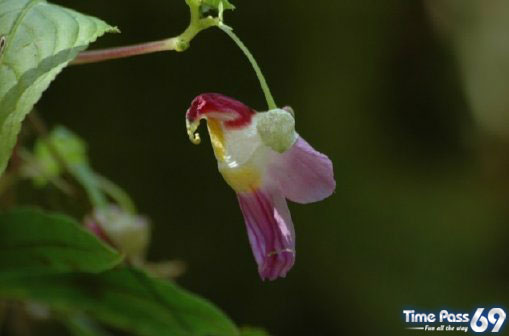 The Parrot Flower