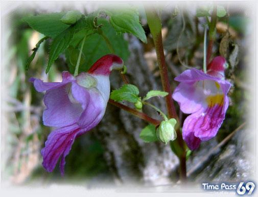 The Parrot Flower