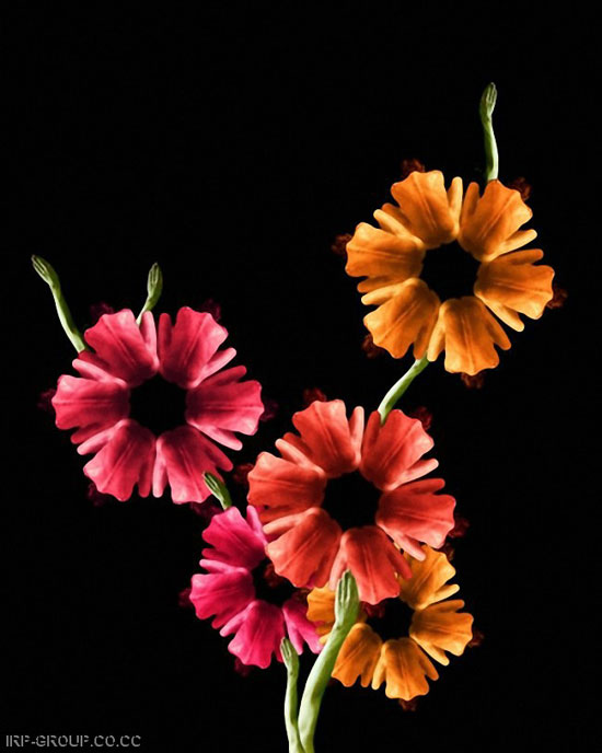 Human Flowers