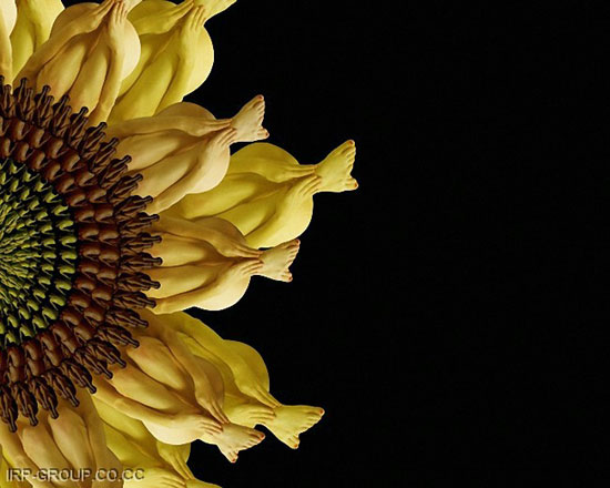 Human Flowers