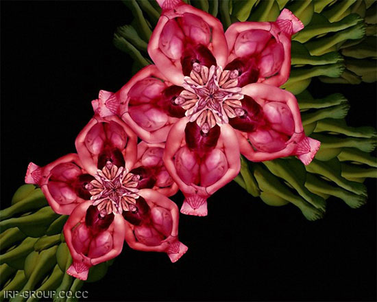 Human Flowers