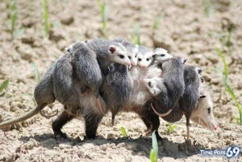 A Very Good Team Work