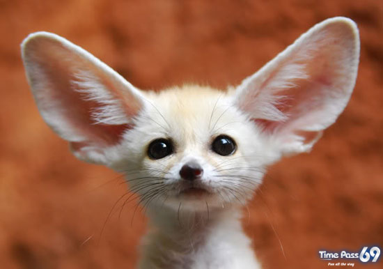 Adorable Animals in Action