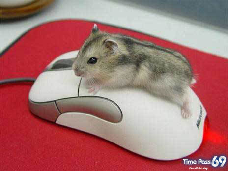 Adorable Animals in Action
