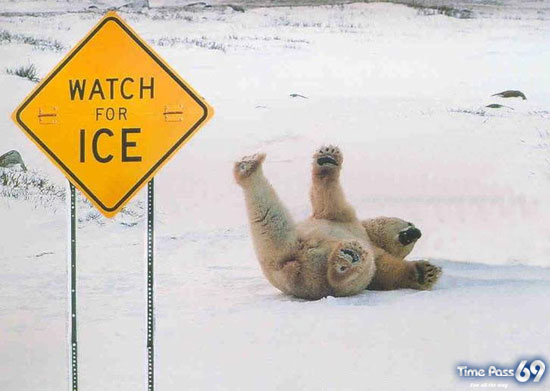 Adorable Animals in Action