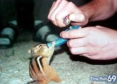 Adorable Animals in Action