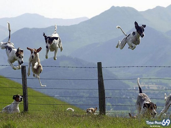 Adorable Animals in Action