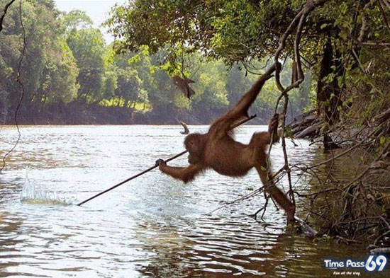 Adorable Animals in Action