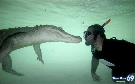Amazing Swimming With Crocodiles Images