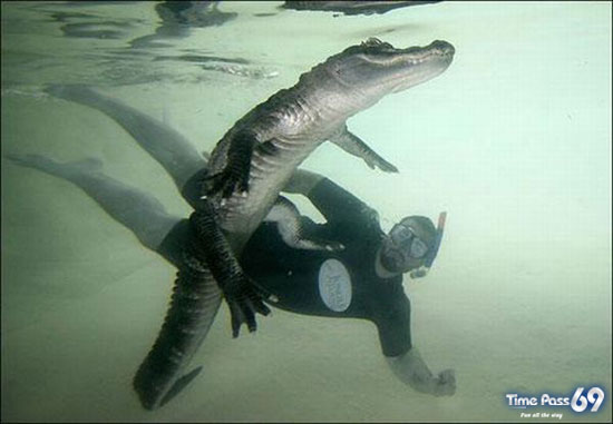 Amazing Swimming With Crocodiles Images