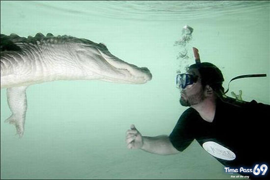 Amazing Swimming With Crocodiles Images