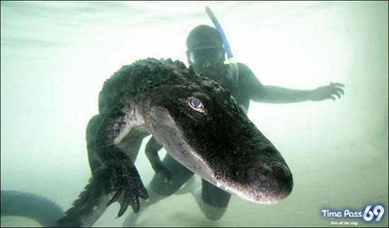 Amazing Swimming With Crocodiles Images