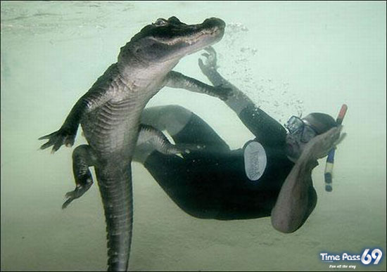 Amazing Swimming With Crocodiles Images
