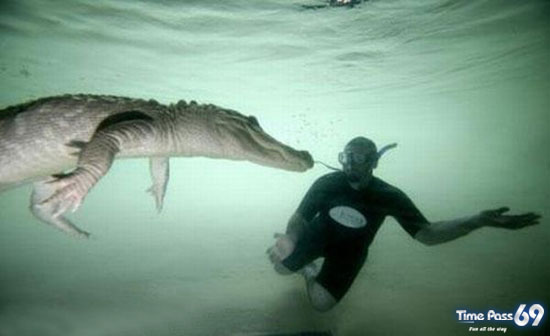 Amazing Swimming With Crocodiles Images