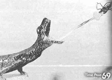 In Earth Fastest Animals 