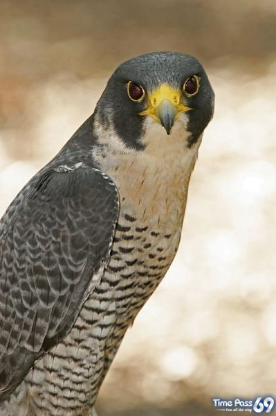 In Earth Fastest Animals 