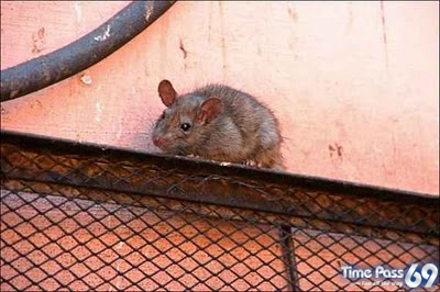 Rat Temple Karni Mata Rajasthan India