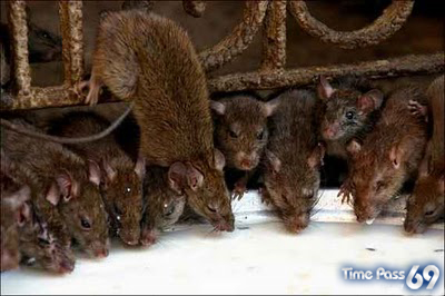 Rat Temple Karni Mata Rajasthan India