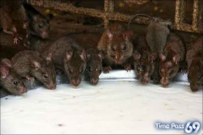 Rat Temple Karni Mata Rajasthan India