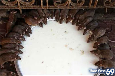 Rat Temple Karni Mata Rajasthan India