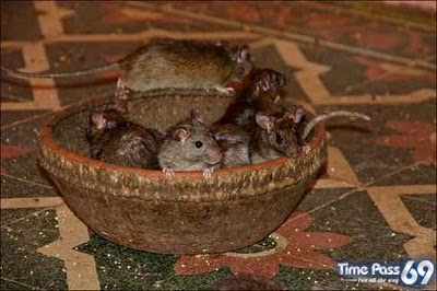 Rat Temple Karni Mata Rajasthan India
