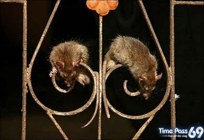 Rat Temple Karni Mata Rajasthan India