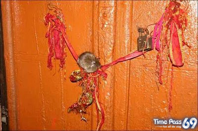Rat Temple Karni Mata Rajasthan India