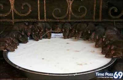 Rat Temple Karni Mata Rajasthan India