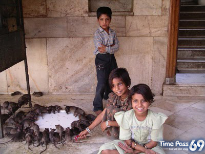 Rat Temple Karni Mata Rajasthan India