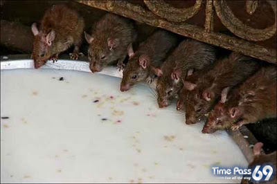 Rat Temple Karni Mata Rajasthan India