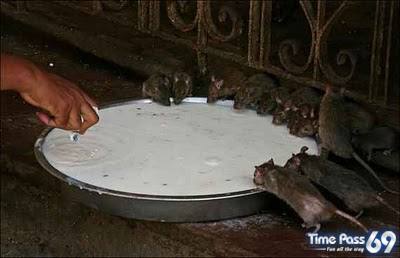 Rat Temple Karni Mata Rajasthan India