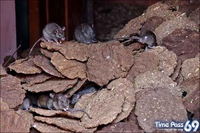 Rat Temple Karni Mata Rajasthan India