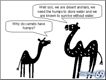 The Camel Story