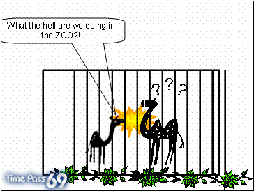 The Camel Story