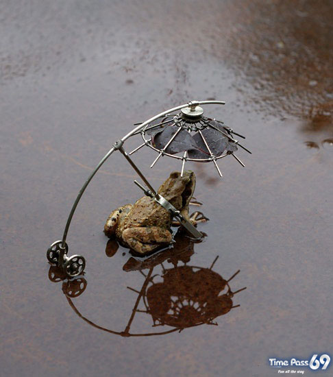 World First Flying Frog 