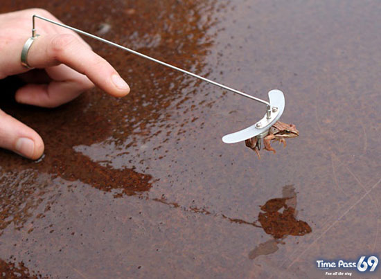 World First Flying Frog 