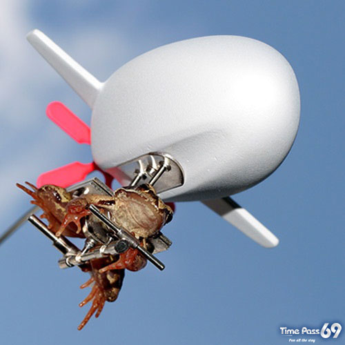 World First Flying Frog 