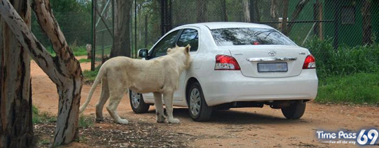 Lion Opens the Door of Toyota