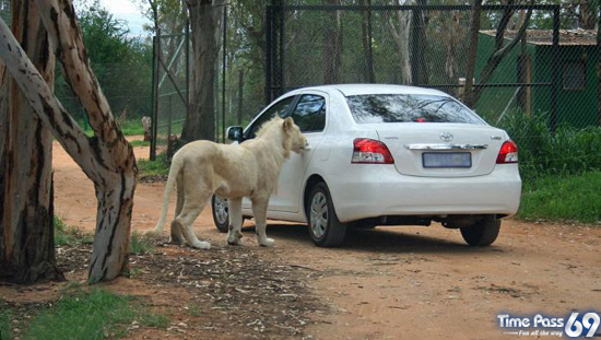 Lion Opens the Door of Toyota