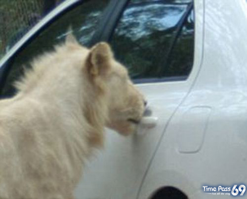 Lion Opens the Door of Toyota
