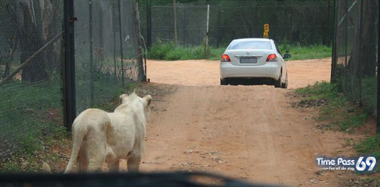 Lion Opens the Door of Toyota