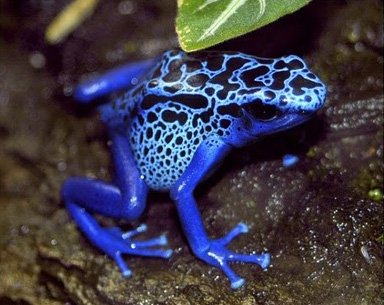 10 Most Poisonous Animals in The World