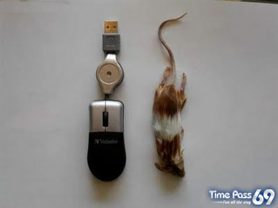 Real Computer Mouse But Madness
