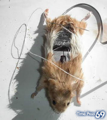 Real Computer Mouse But Madness
