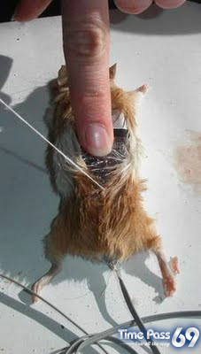 Real Computer Mouse But Madness