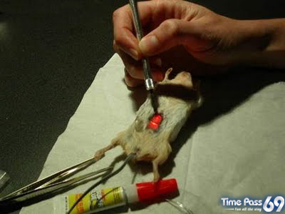 Real Computer Mouse But Madness