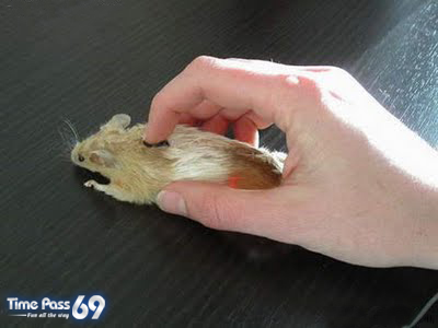 Real Computer Mouse But Madness
