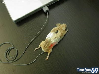 Real Computer Mouse But Madness
