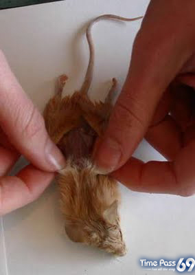 Real Computer Mouse But Madness
